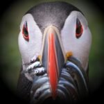18582289948043678_fauna.no_