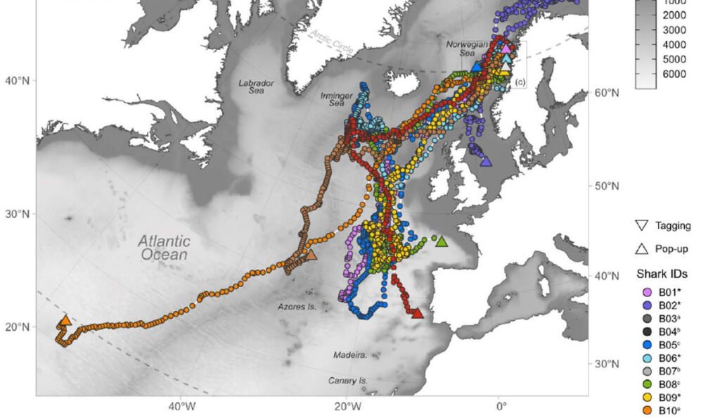 Brugda fra Lofoten svømte 9000 kilometer til Karibia 1