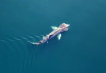 Brugda fra Lofoten svømte 9000 kilometer til Karibia