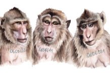 Fem aper skulle pensjoneres – avlivet