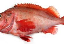 Når modellene endres raskere enn havet rekker å puste
